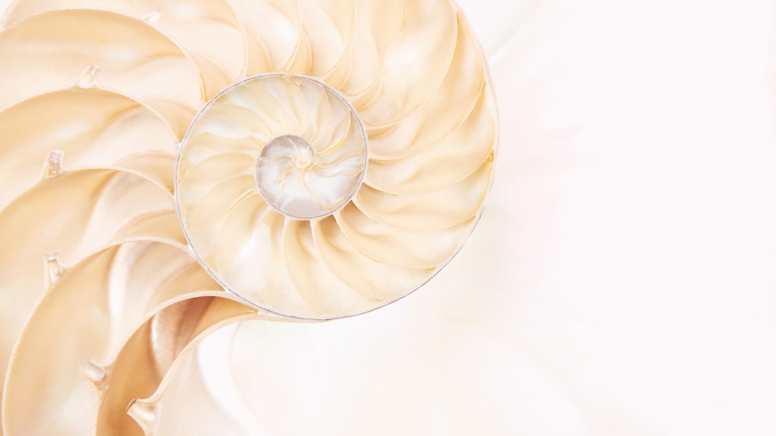 Spiraal van een nautilusschelp